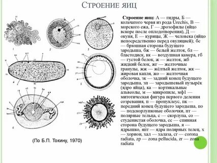 Какого строения яйцеклетки