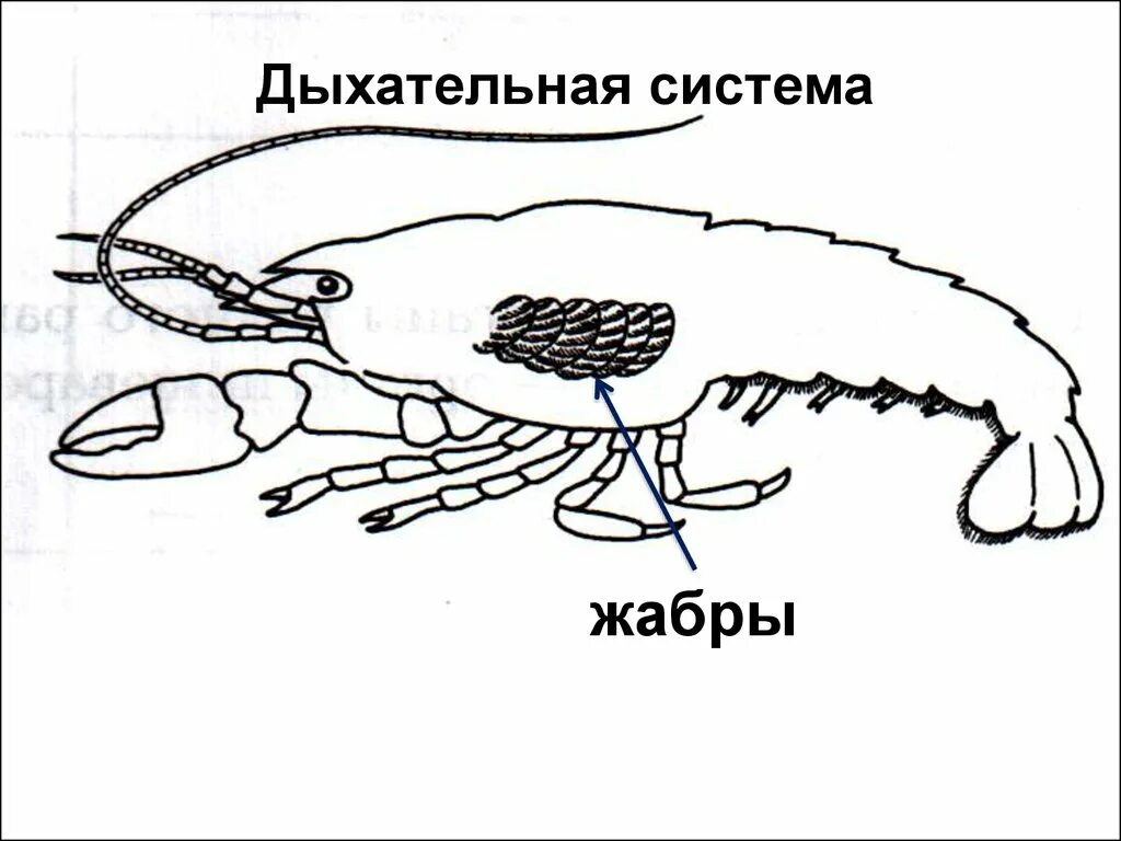 Дыхательная система жабры у членистоногих. Дыхательная система ракообразных. Органы дыхания жабры у ракообразных. Дыхательная система ракообразных схема.