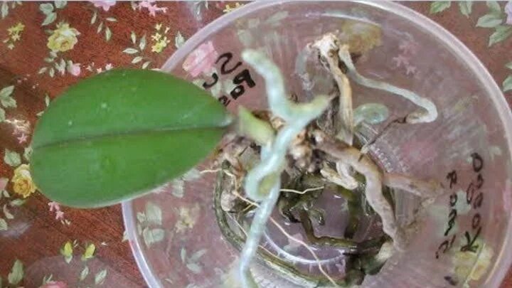 Посадить корень орхидеи. Размножение орхидей. Фаленопсис из корня. Размножение орхидеи корнями.