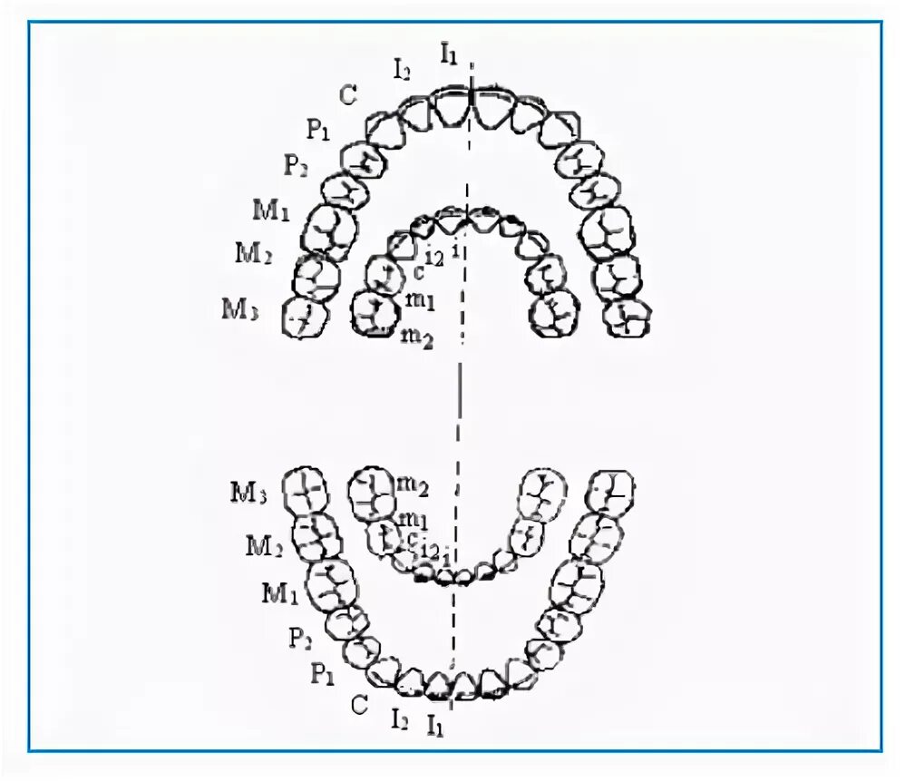 Нумерация зубов в стоматологии схема у взрослых
