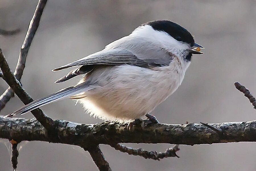 толстая синица. синица обыкновенная. синица осень. синица севастополь. синица севастополь.