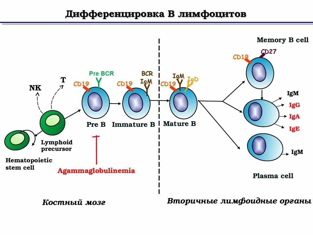 Антигеннезависимая дифференцировка т-лимфоцитов схема. Антигеннезависимая дифференцировка в-лимфоцитов иммунология. Антиген независимая дифференцировка в лимфоцитов. Схема дифференцировки т и в лимфоцитов. Т клетки образуются