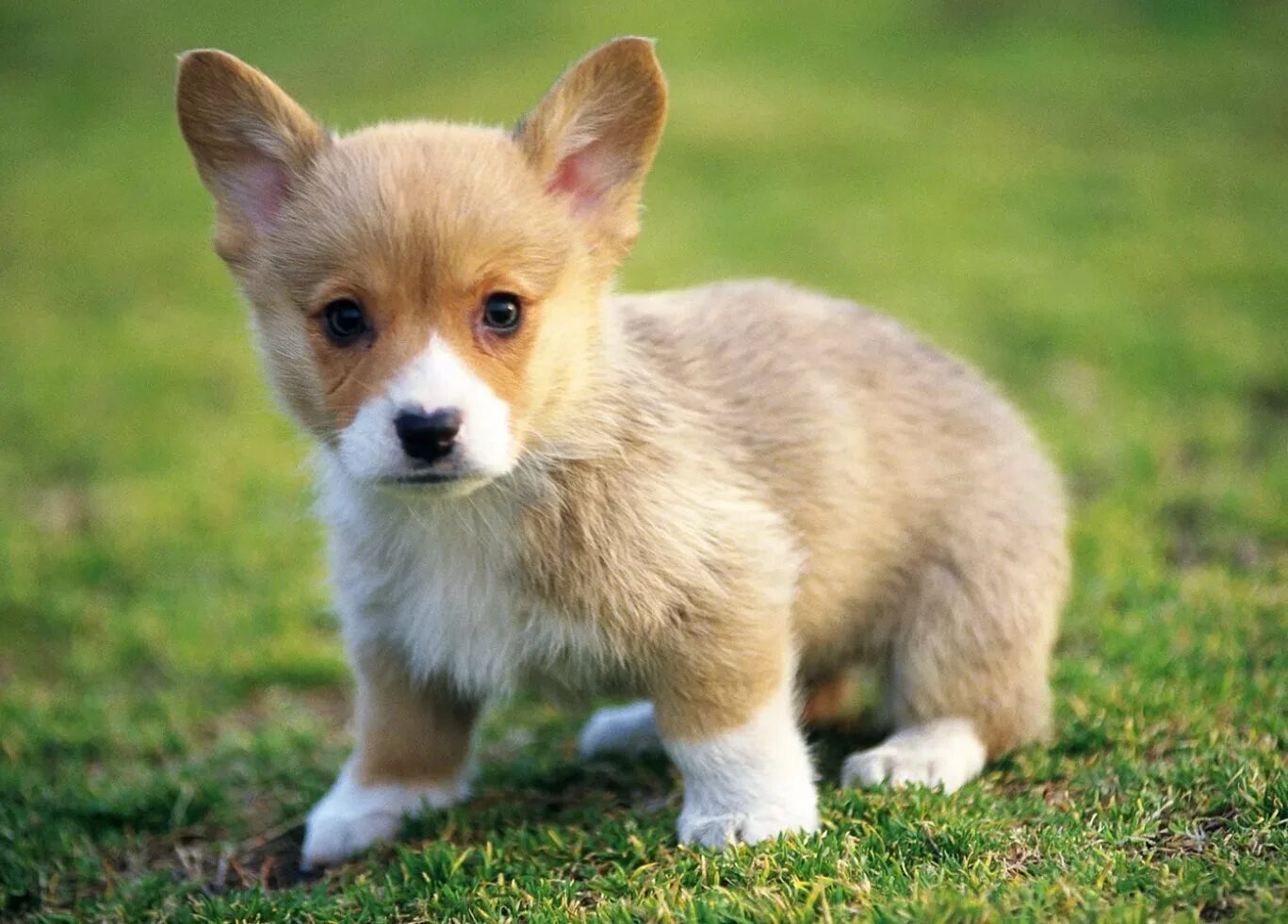 Красивые собаки. Голден ретривер кутята. Папильон и шпиц. Маленькие собачки. Животные щенята.