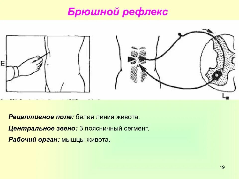 Поле рефлекса. Брюшные рефлексы. Исследование брюшных рефлексов. Кожные брюшные рефлексы. Рецептивное поле брюшного рефлекса.