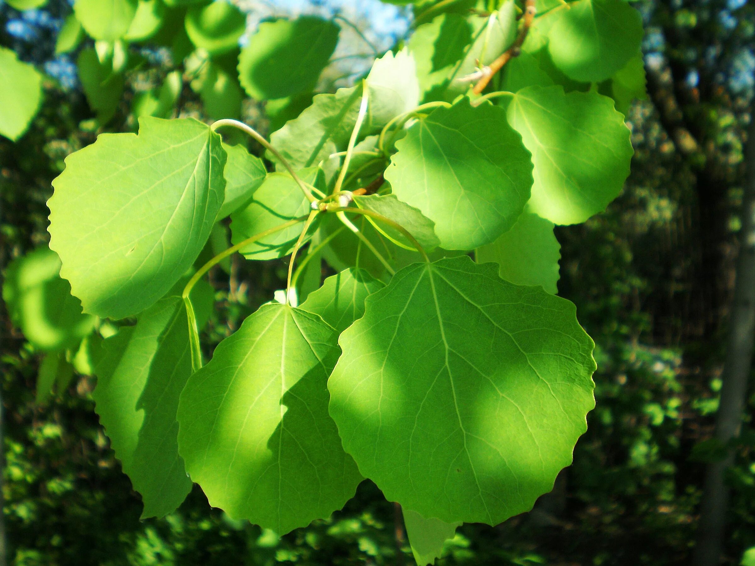 Имеет округлые листья. Осина (Populus tremula). Осина обыкновенная (Populus tremula). Тополь дрожащий (осина) – Populus tremula. Осина обыкновенная (Pópulus trémula).