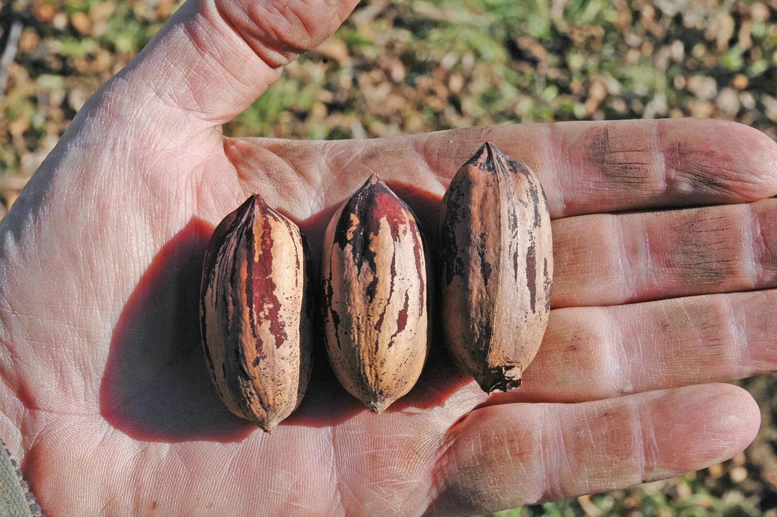 Саженец пекана. Кария пекан. Мексиканский орех пекан. Орех пекан (Carya ILLINOINENSIS) - плантация. Орех пекан дерево.