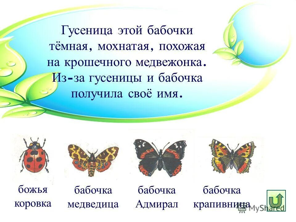 Какие имена бабочек. Имена бабочек. Гусеница крапивницы. Крапивница от гусеницы до бабочки. Девиз к названию бабочки.