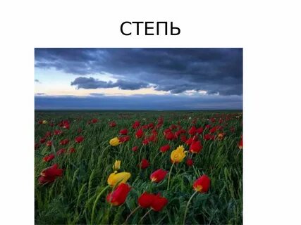 Степи 8 класс