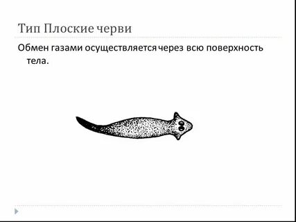 Черви тип дыхания