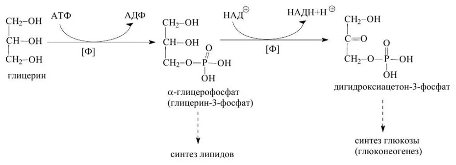 Синтез глицерина. Синтез глицерофосфата. Образование Альфа глицерофосфата в печени и жировой ткани. Химизм окисления глицерина. Реакция образования глицерина