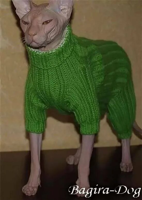 Вязаная одежда для сфинкса. Кот в свитере. Кот в свитере. Свитер для кошки. Кот в кофте.