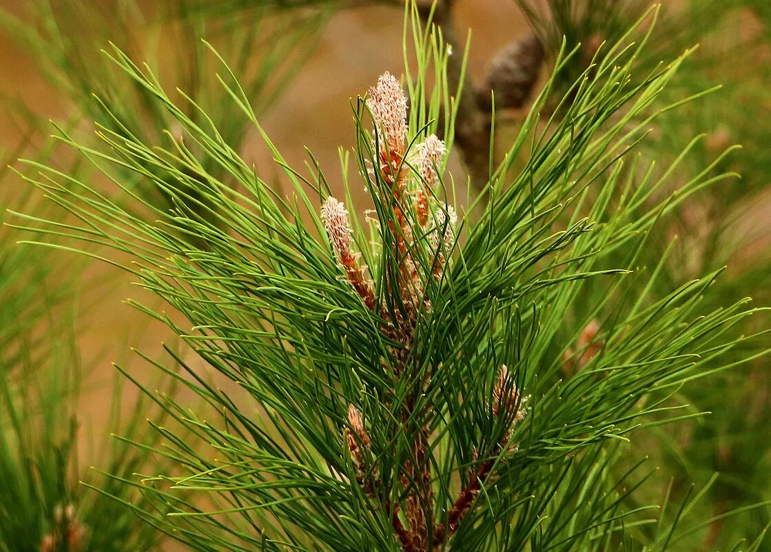 Сосна род хвойных. Сосна обыкновенная Pinus Sylvestris l. Сосна обыкновенная (Pínus Sylvestris). Макростробил Pinus Sylvestris (сосна обыкновенная). Сосна обыкновенная Сибирская (Pinus Sylvestris).