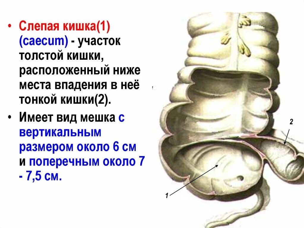 Где у человека слепая кишка. Слепая кишка анатомия человека. Слепая кишка с аппендиксом функции. Слепая кишка анатомия строение.