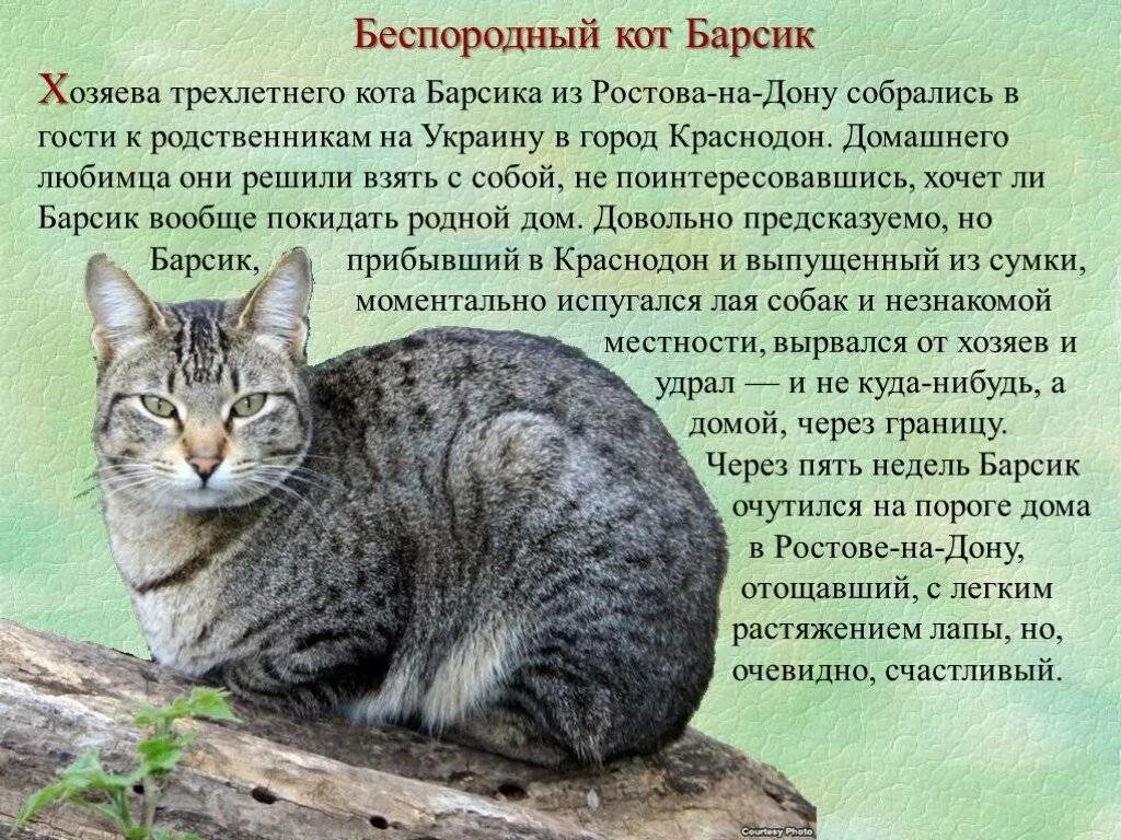 Описание кошки 5 класс русский язык. Рассказ о коте. Рассказ про домашних котов. Небольшой рассказ о котах. Сочинение о коте.