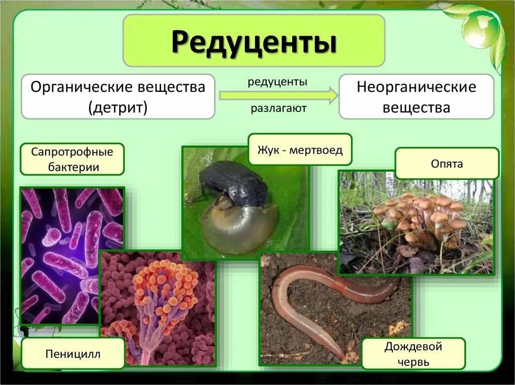 Дождевой червь редуцент или консумент. Организмы редуценты. Бактерии редуценты. Бактерии редуценты примеры. Микроорганизмы редуценты.