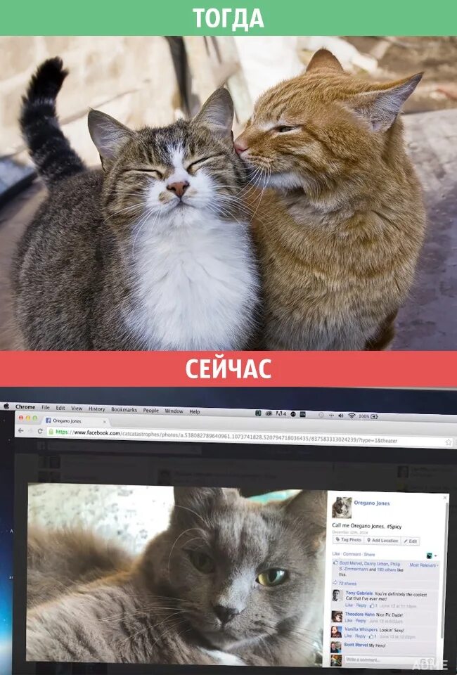 Кот изменит жизнь. Кот меняет мир. как это поменять кота?. приложение как изменить кота.