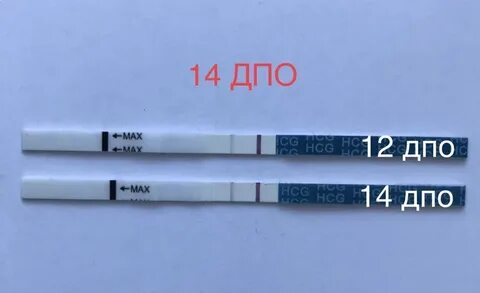14 день после овуляции