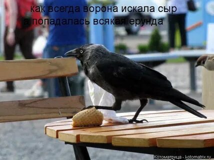 Ворона ищет дом