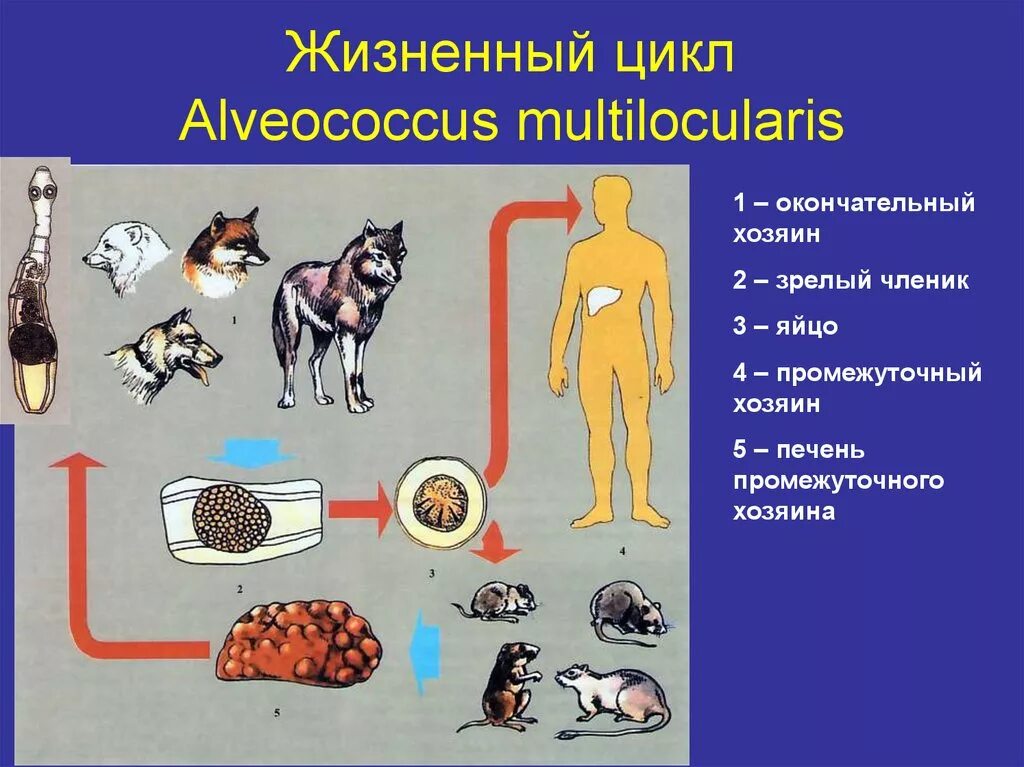 Промежуточный и основной хозяин человек. Альвеококкоз окончательный хозяин. Жизненный цикл альвеококка схема. Альвеококк промежуточный хозяин. Alveococcus multilocularis жизненный цикл.