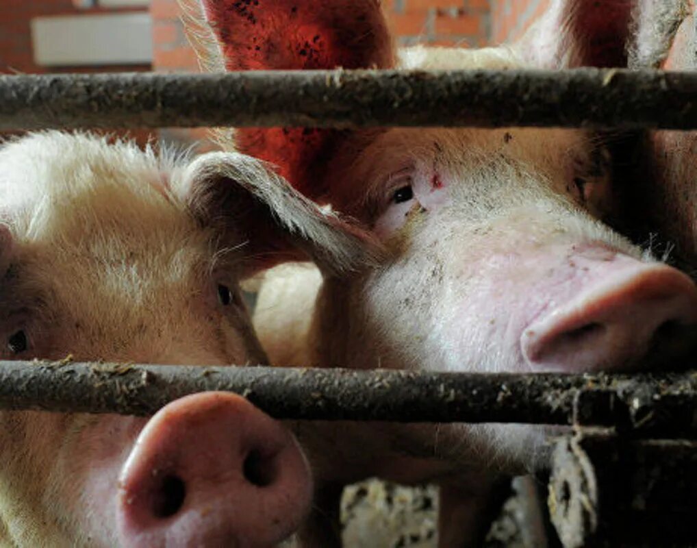 предмет не интересующий свиней. интересные факты о поросятах. любопытная свинья. интересные факты о свиньях. предмет не интересующий свиней.