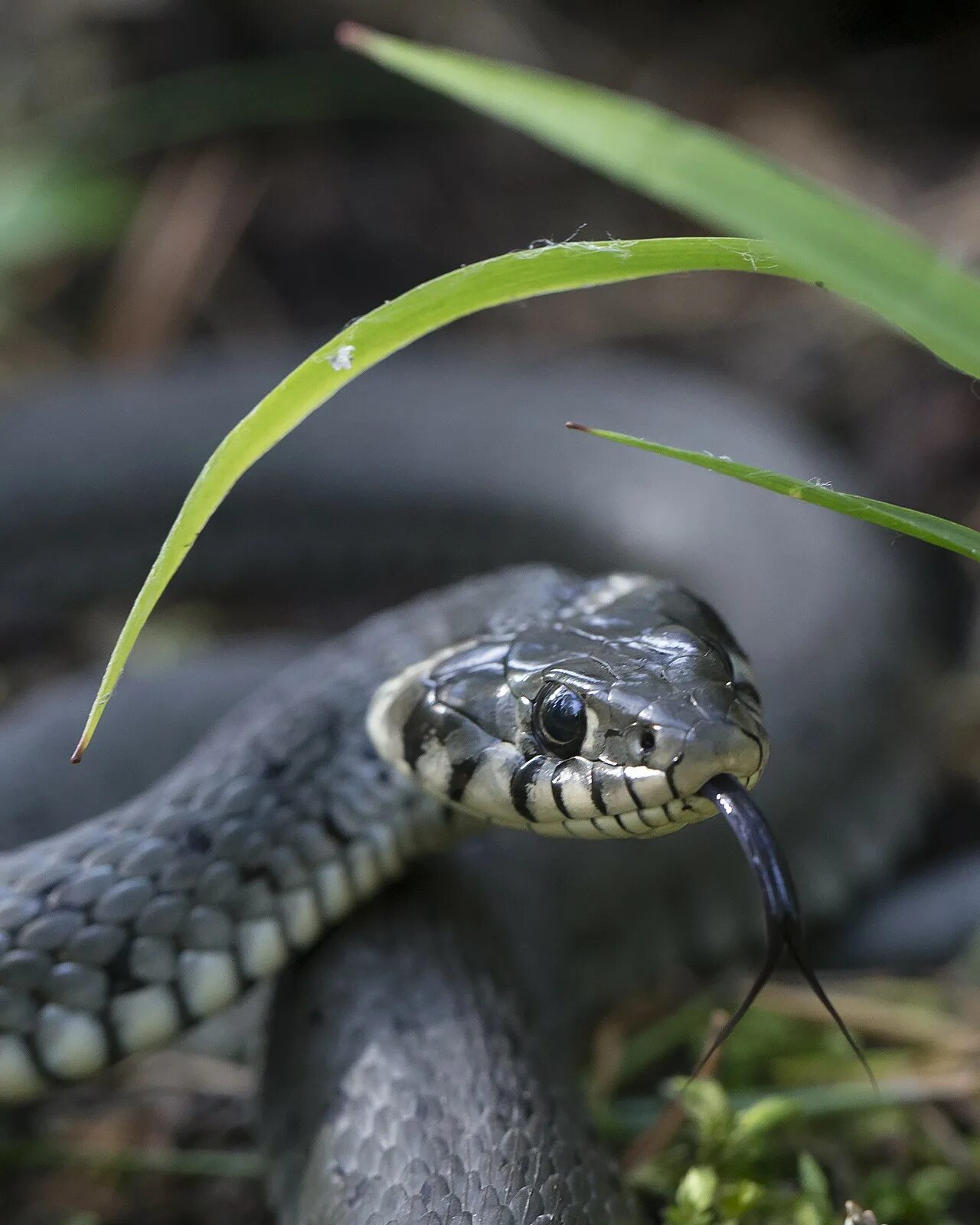 Grass snake. Обыкновенный уж Natrix Natrix. Змея гадюка. Обыкновенный уж (Natrix Natrix l.). Гадюка полоз уж.