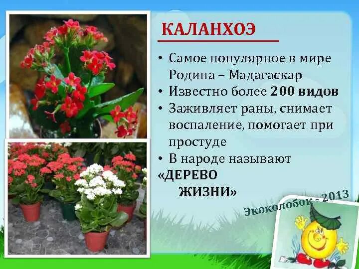 Каланхоэ Блоссфельда Родина. Родина цветка каланхоэ. Комнатное растение каланхоэ Родина растения. Каланхоэ Блоссфельда Родина растения. Опишите особенности растений каланхоэ и аспарагуса