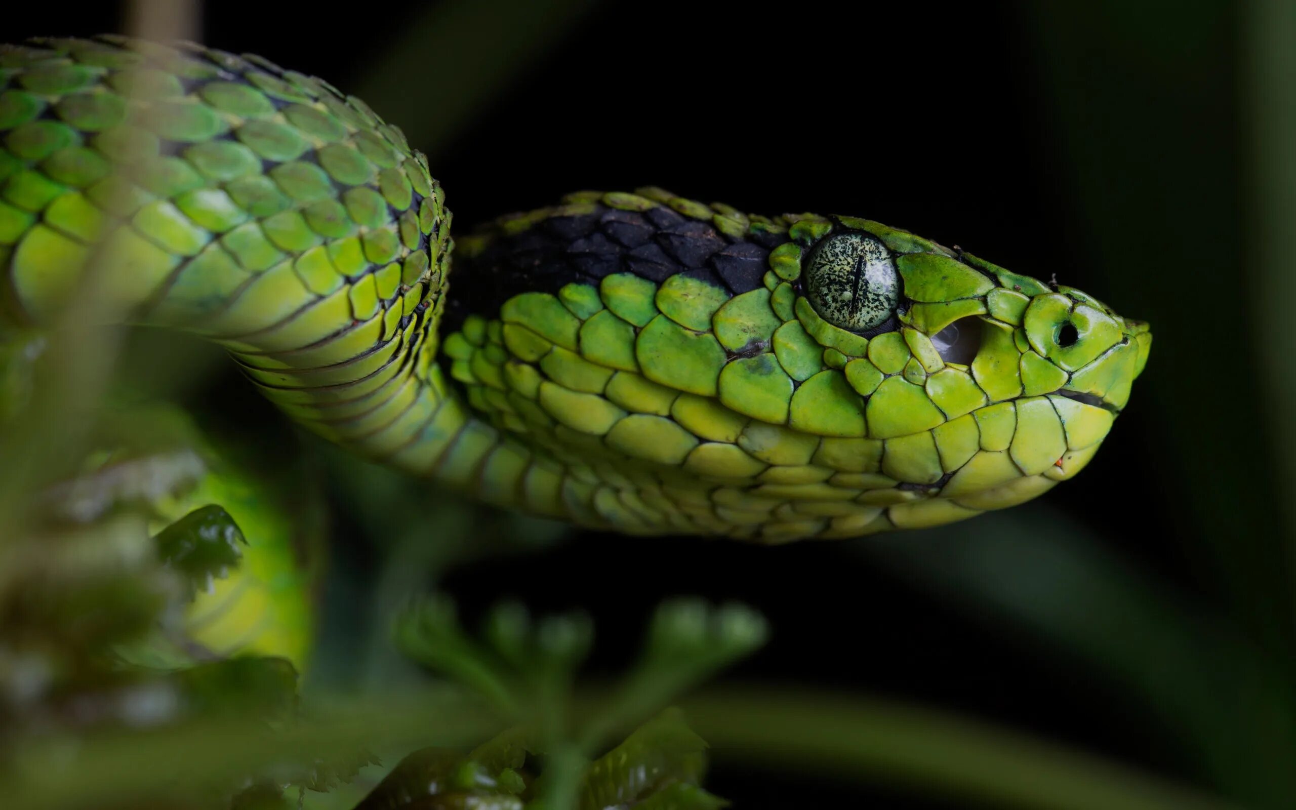 Воздушная рептилия. Кустарниковая гадюка (Atheris. Куфия змея. Голубая куфия змея. Голубая комодская куфия.