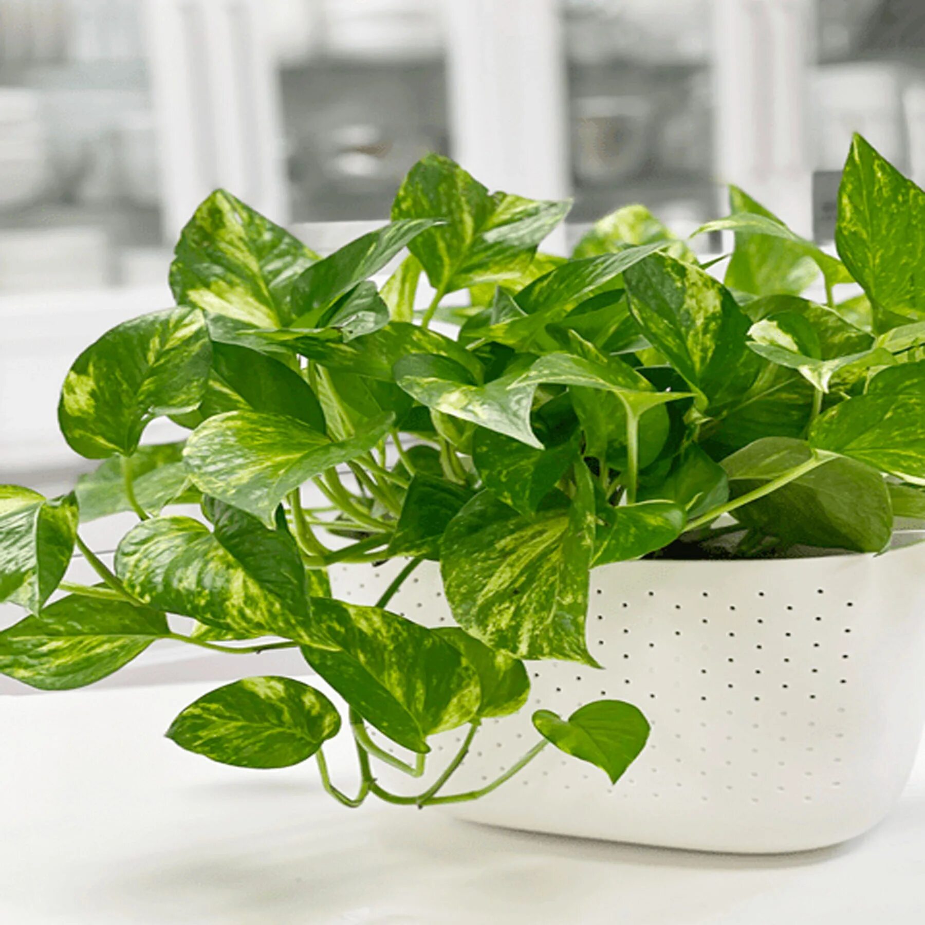 1 Devil's Ivy Golden Pothos Ivy Arum Evergreen Indoor Garden House Plant in Pot 