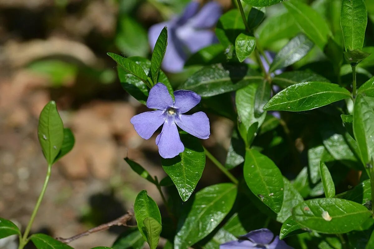 Барвинок цветок. Барвинок Vinca Minor. Барвинок малый (Vinca Minor). Барвинок малый (Vínca Mínor).