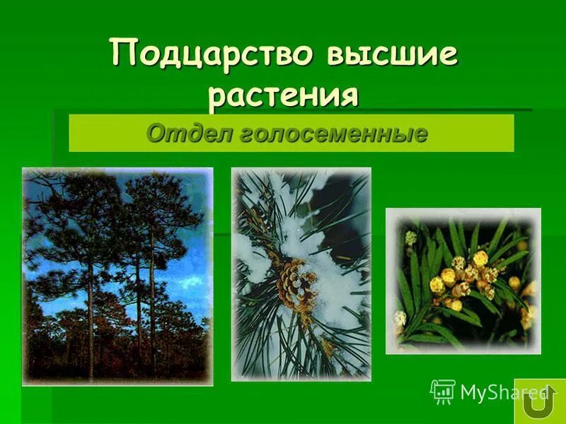 Царство растения подцарство низшие растения. Подцарство высшие растения отделы. Подцарство высшие растения отделы. Систематика растений высшие и низшие растения. 5 класс биология:царство растений отдел водорослей.