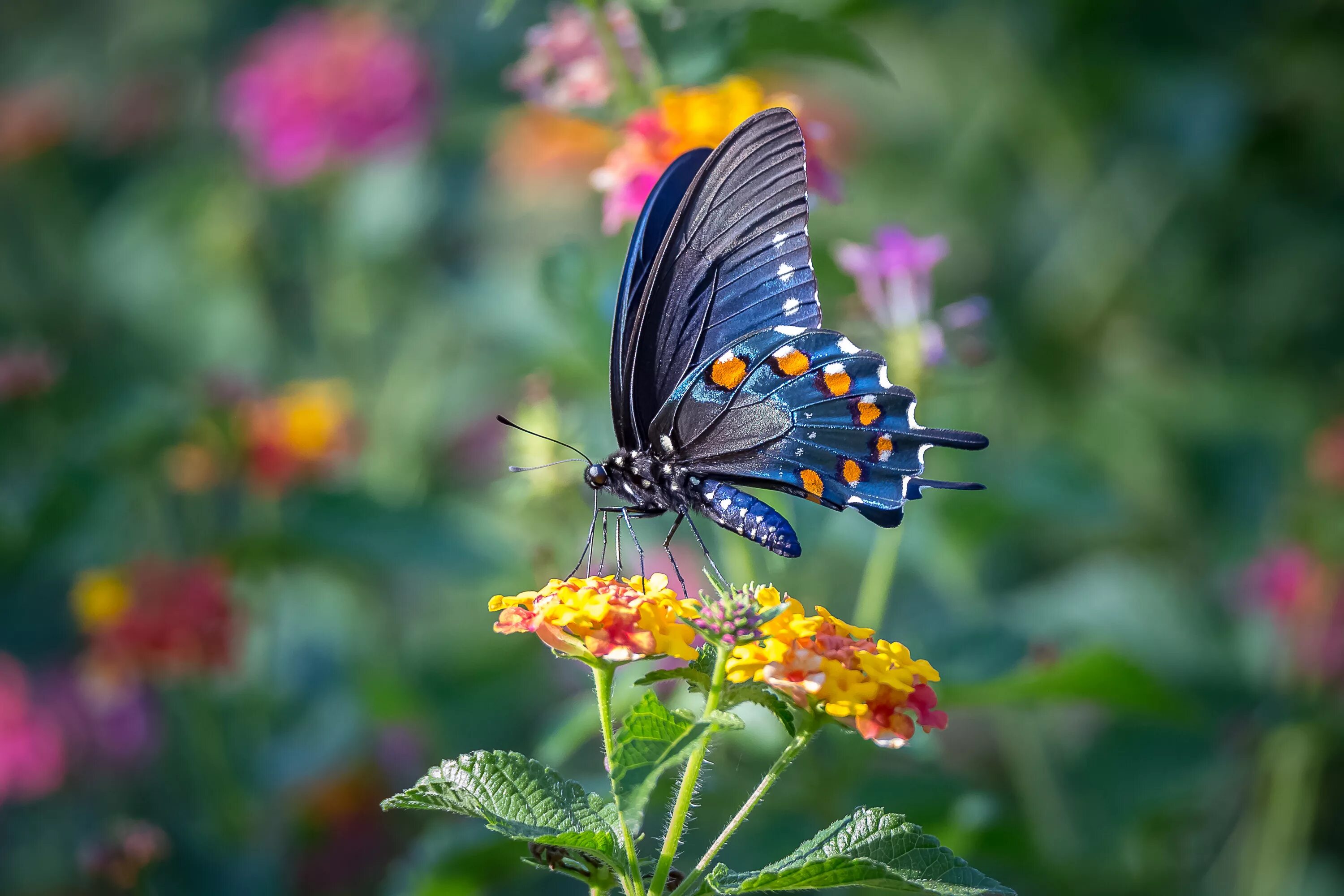 Бабочки картинки окружающий мир. Russell Cobane бабочки. Бабочка на цветке. Красивые бабочки. Яркие бабочки.