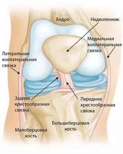 Латеральная коллатеральная связка коленного. Задняя крестообразная связка коленного сустава анатомия. Медиальная связка коленного сустава. Разрыв медиальной коллатеральной связки. Медиальная внутренняя связка коленного сустава.