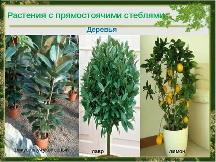 Я стояла в ординаторской смотрела на фикус