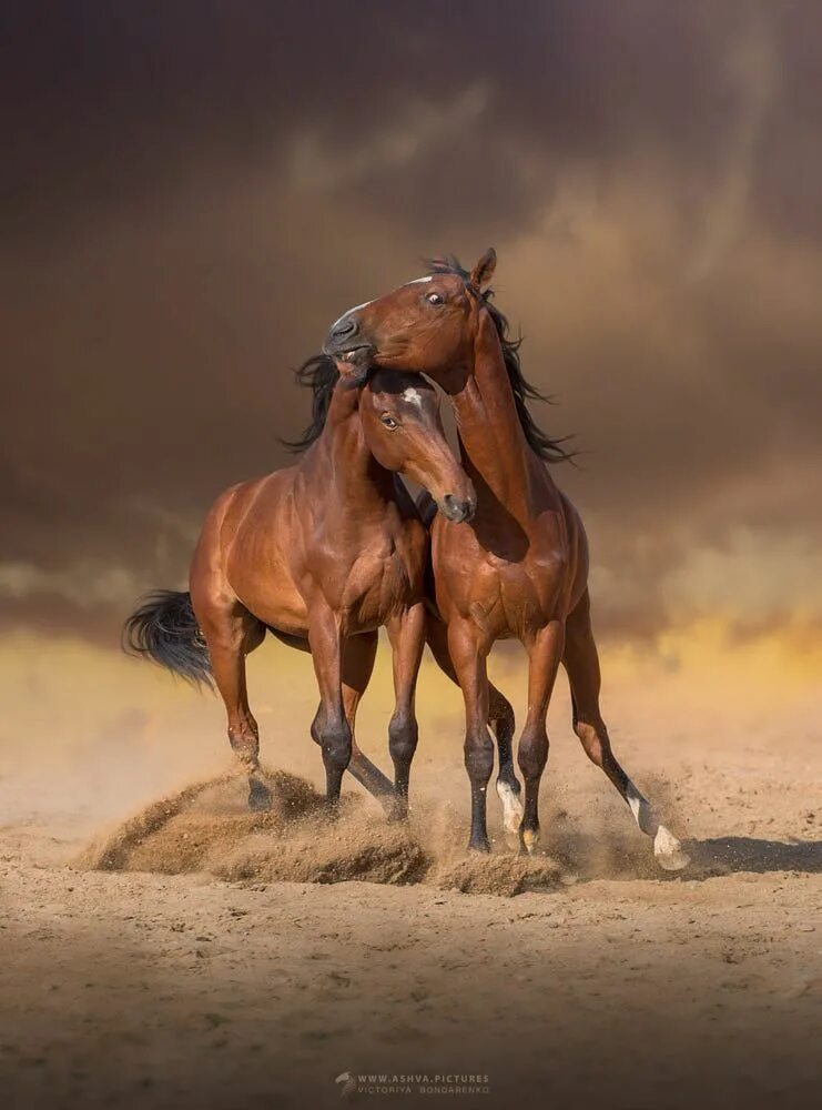 Two horse. Дикий гнедой Мустанг. Табун лошадей. Две лошади. Пара лошадей.