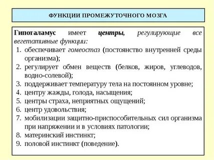 Промежуточный мозг строение и функции