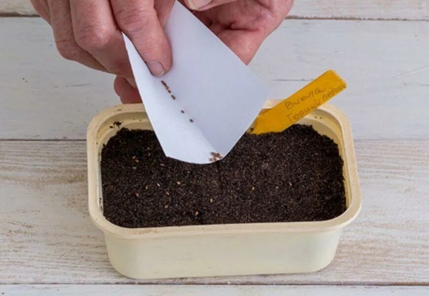 Рассада«анютины глазки», «виола». Как сеять анютины глазки на рассаду. Росток рассады виолы. Рассада«анютины глазки», «виола». Виола анютины глазки.