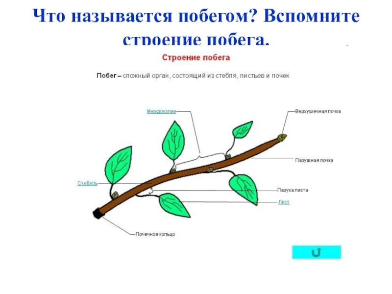 Назовите части побегов. Строение побега покрытосеменных. Рисунок строение побега биология. Строение вегетативного побега. Строение ветки с почками.