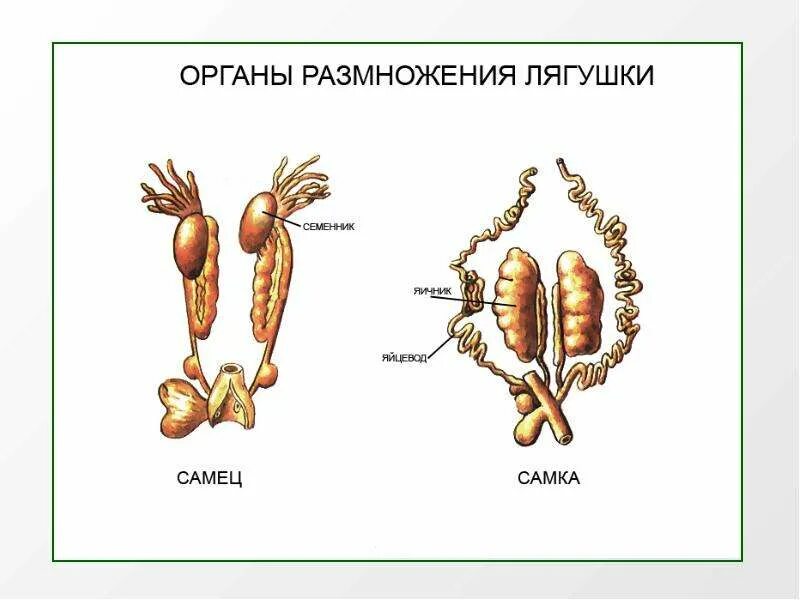 Орган размножения и расселения. Органы размножения. Органы системы органов размножения. Строение органов размножения человека. Мочеполовая система лягушки.