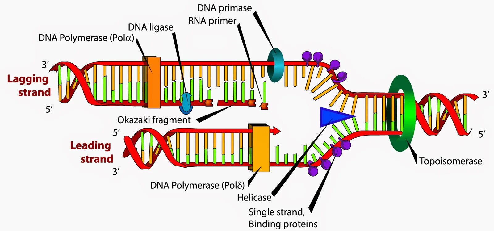 Фермент хеликаза. ДНК полимераза репликация ДНК. Оказаки репликация ДНК. Биологии репликация ДНК схема. Праймаза в репликации ДНК.