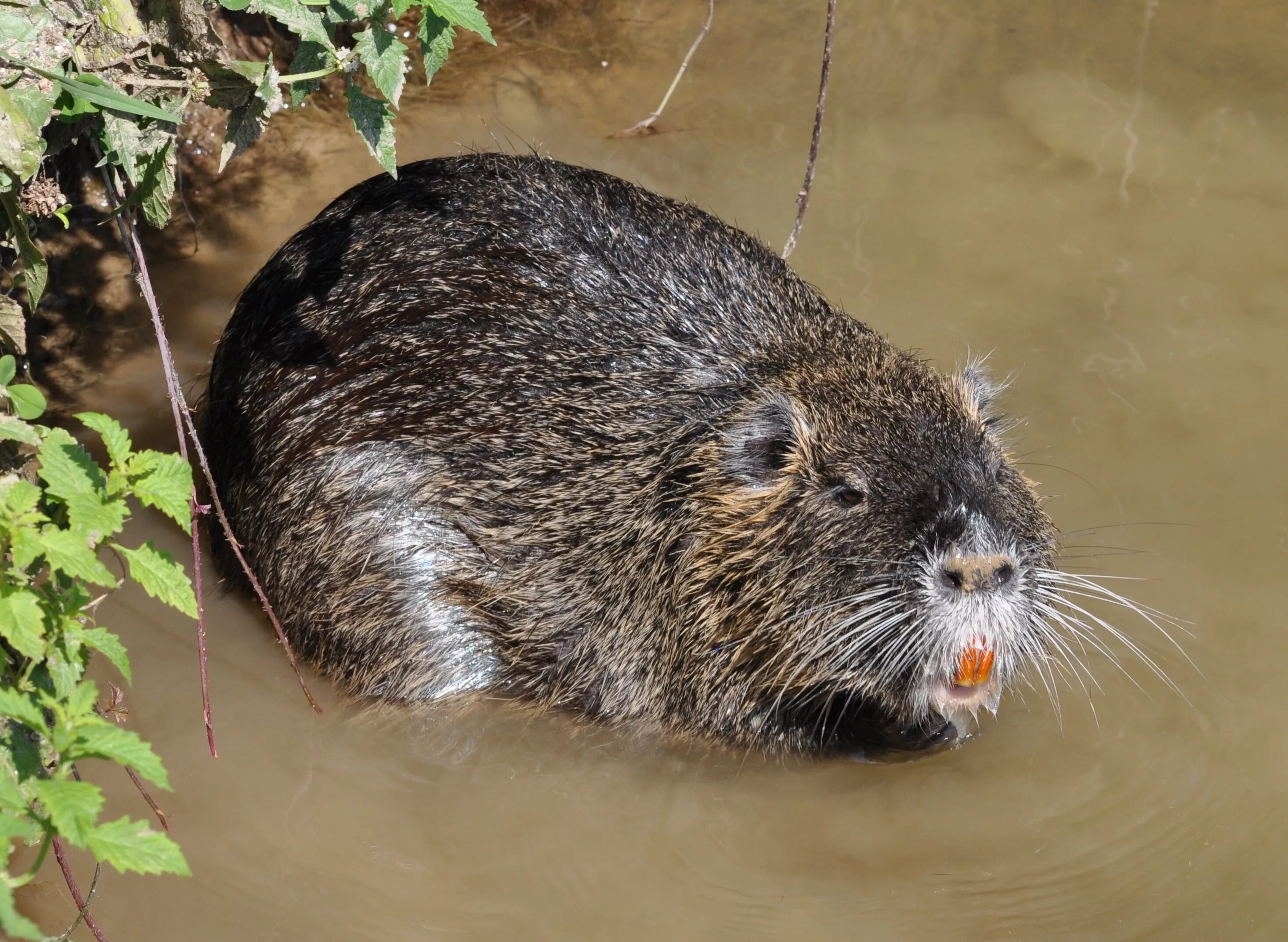 Myocastor coypus нутрия. Нутрия большая крыса. Речная крыса нутрия. Жемчужная нутрия. Известно что ондатра полуводное млекопитающее отряда грызунов