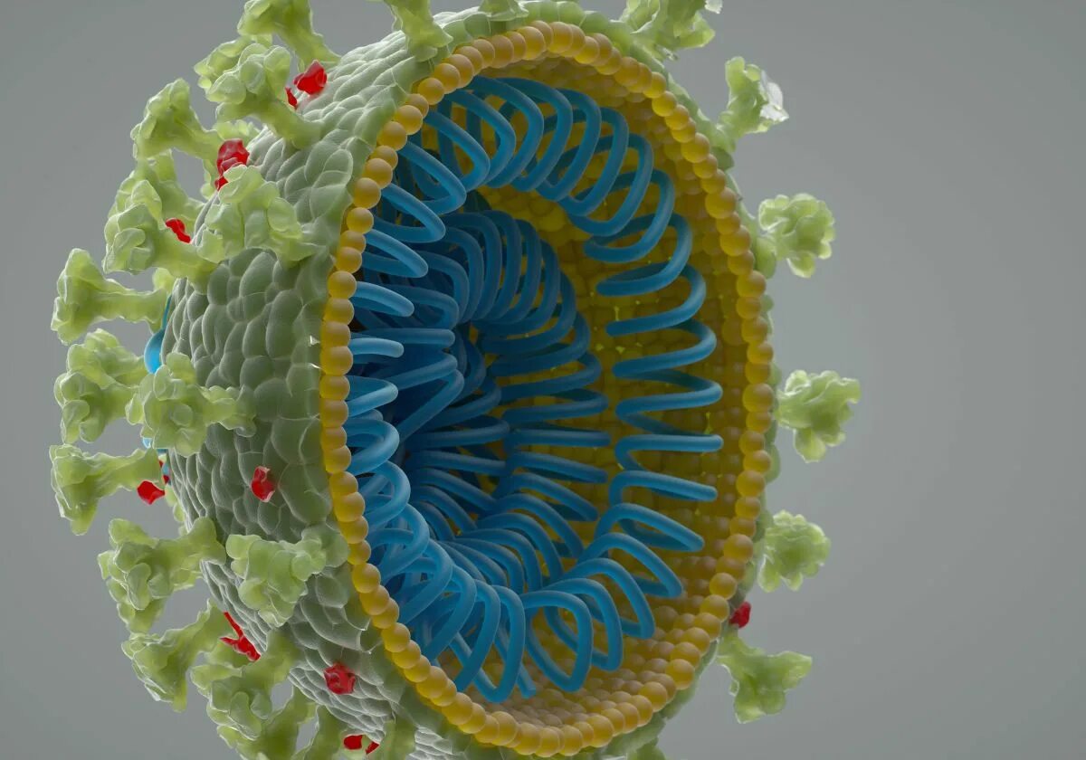 Коронавирус 3д. Коронавирус оболочка. Строение вируса SARS-cov-2. Вирус карона коронавирус. Легкая форма вируса