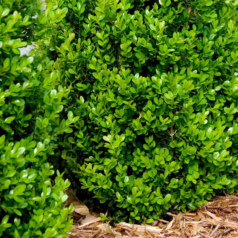 Самшит вечнозеленый Buxus sempervirens. Самшит вечнозеленый Aureovariegata. Самшит Буксус вечнозеленый. Самшит Вариегата.