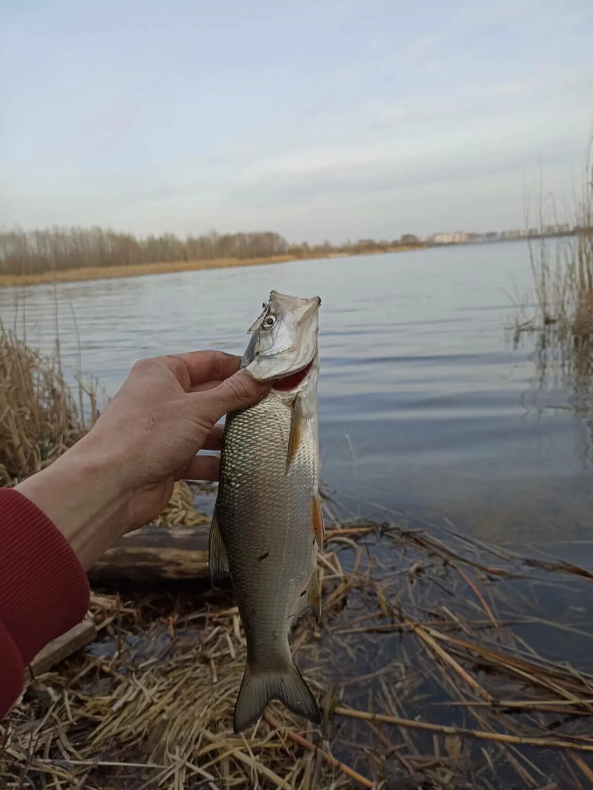 Ловли воронеж. Водохранилище. Рыбалка фото. Рыба в реке. Озернинское водохранилище.