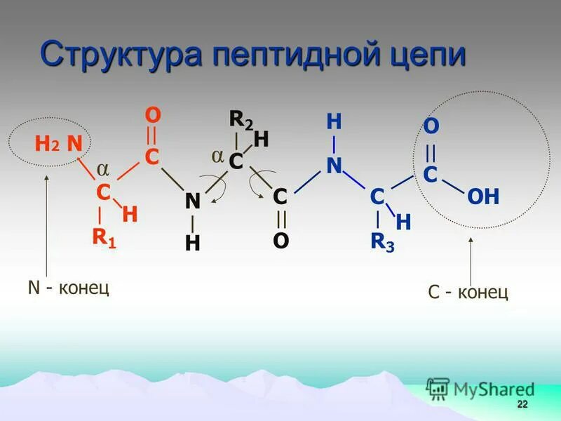 Строение полипептидной цепи. Название пептидов. N и c концы. Пептидная связь аминокислот биохимия. N и c конец пептида.