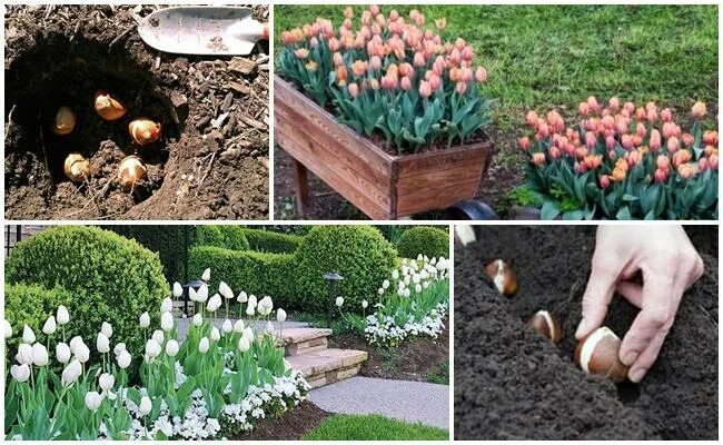 Можно тюльпаны сажать весной в открытый грунт. Посадка тюльпанов. Групповые посадки тюльпанов. Как сажать тюльпаны. Куда посадить тюльпаны на участке.
