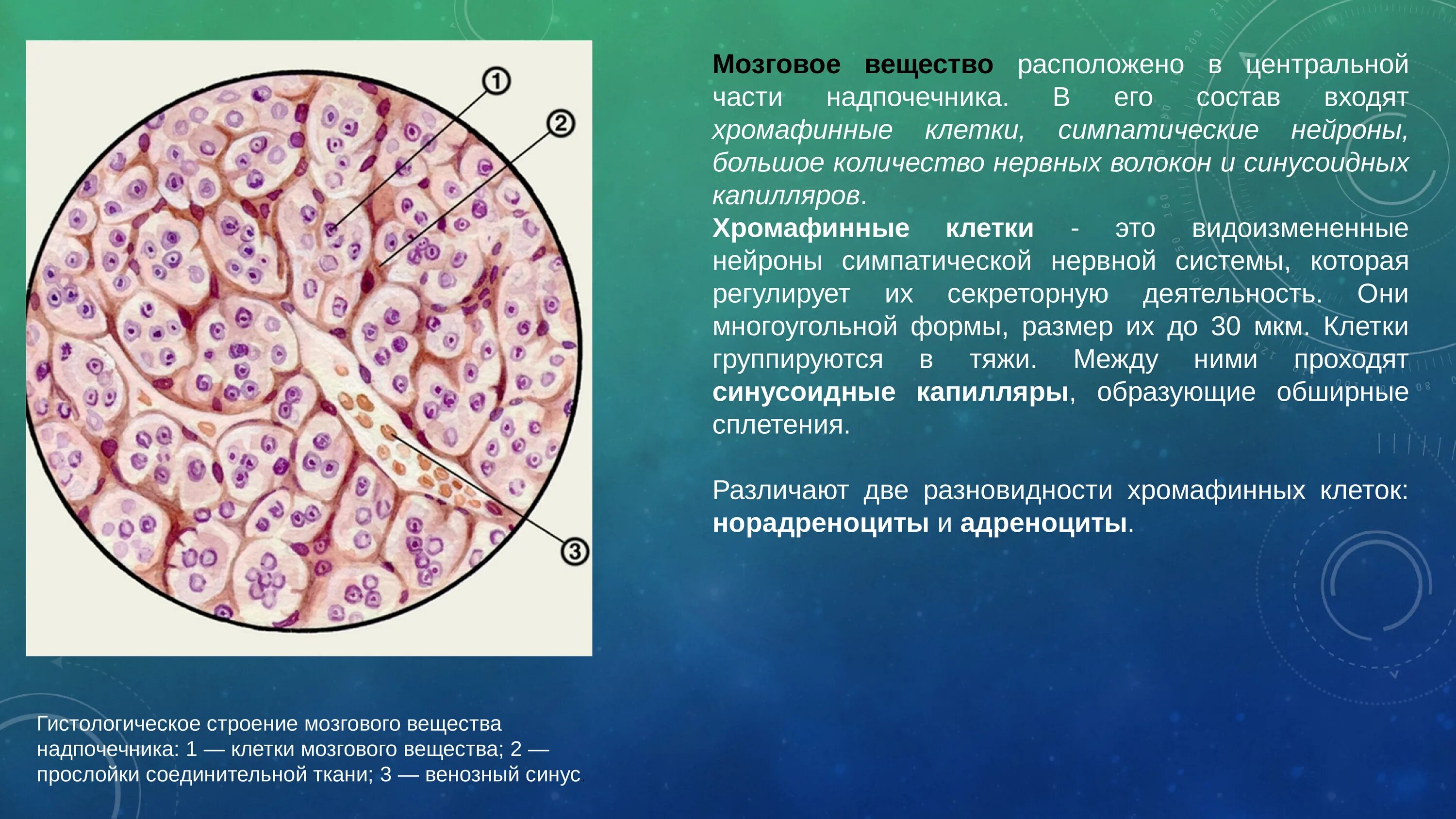 Слои клеток головного мозга. Мозговое вещество надпочечников гистология. Надпочечники анатомия и гистология. Строение мозгового вещества надпочечников. Хромаффинные клетки мозгового вещества надпочечников.