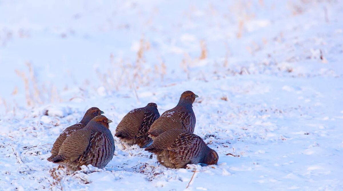 птицы под снегом. м. куропатки рябчики тетерева. птицы прячутся в снегу. птицы на снегу живопись.