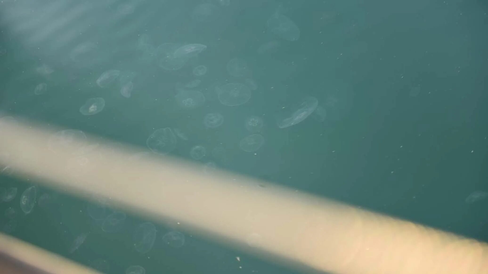 Медузы в абхазии. Медуза корнерот маленькая. Медузы аурелия в абхазии. Медузы в абхазии. Море в абхазии 20 лет назад наполненное медузами.