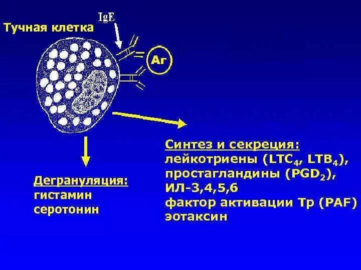 Гистамин клетки. Тучные клетки (тканевые базофилы). тучные клетки экспрессируют рецепторы:. тканевые базофилы в соединительной ткани. тучные клетки соединительной ткани.