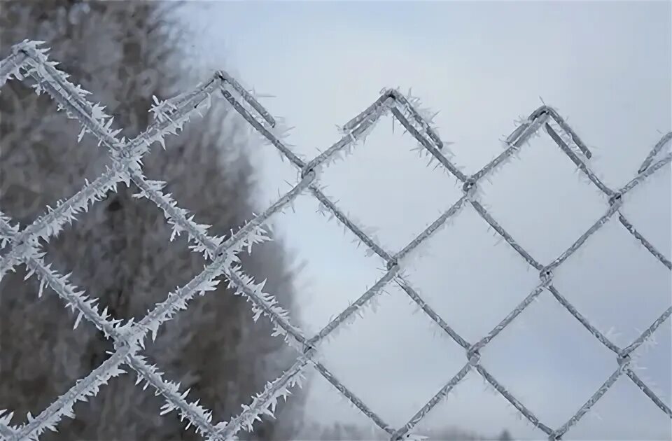 Кораль для оленей рабица. Металл для зимы рабица1. Кровать с сеткой рабица. Рабица и елки. Рабица купить гомель